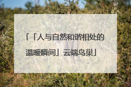 「人与自然和谐相处的温暖瞬间」云端鸟巢