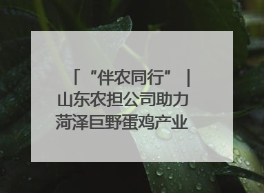 “伴农同行”｜山东农担公司助力菏泽巨野蛋鸡产业高质量发展