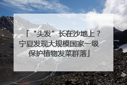 “头发”长在沙地上？宁夏发现大规模国家一级保护植物发菜群落