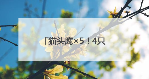 猫头鹰×5！4只在闲置房“安家”
