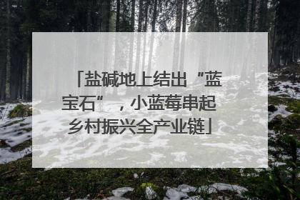 盐碱地上结出“蓝宝石”，小蓝莓串起乡村振兴全产业链