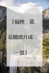 福州：蓝花楹盛开成一景