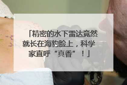 精密的水下雷达竟然就长在海豹脸上，科学家直呼“真香”！
