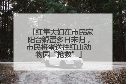 红隼夫妇在市民家阳台孵蛋多日未归，市民将蛋送往红山动物园“抢救”