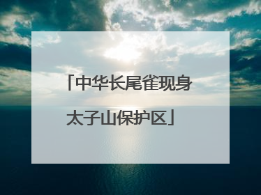 中华长尾雀现身太子山保护区