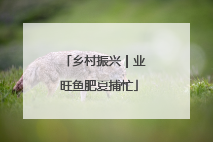 乡村振兴｜业旺鱼肥夏捕忙
