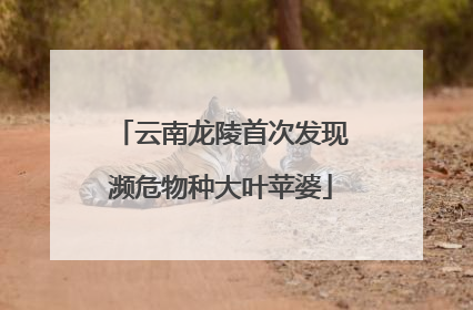 云南龙陵首次发现濒危物种大叶苹婆