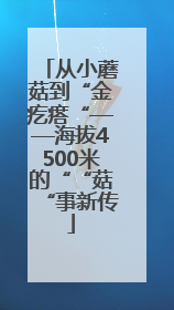 从小蘑菇到“金疙瘩“——海拔4500米的““菇“事新传