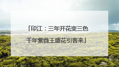 印江：三年开花变三色 千年紫薇王盛花引客来