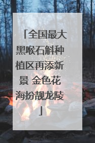 全国最大黑喉石斛种植区再添新景 金色花海扮靓龙陵