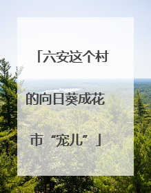 六安这个村的向日葵成花市“宠儿”