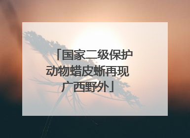 国家二级保护动物蜡皮蜥再现广西野外