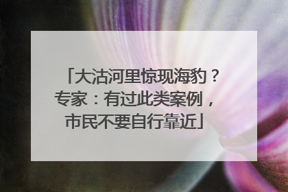 大沽河里惊现海豹？专家：有过此类案例，市民不要自行靠近
