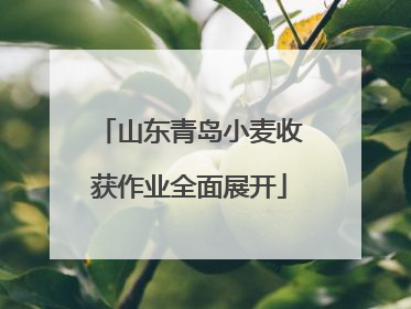 山东青岛小麦收获作业全面展开