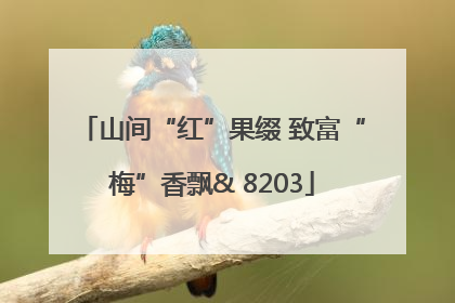 山间“红”果缀 致富“梅”香飘& 8203
