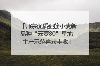 师宗优质强筋小麦新品种“云麦80”旱地生产示范喜获丰收