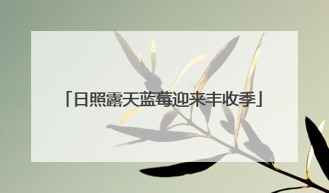 日照露天蓝莓迎来丰收季
