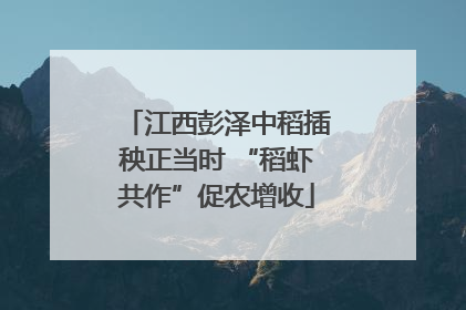 江西彭泽中稻插秧正当时 “稻虾共作”促农增收