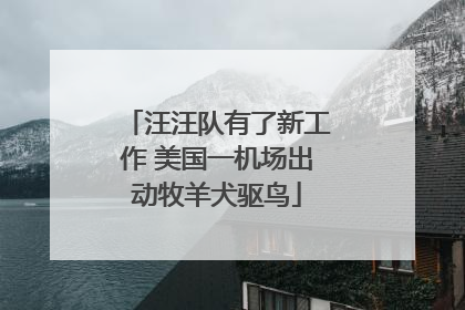 汪汪队有了新工作 美国一机场出动牧羊犬驱鸟