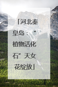 河北秦皇岛：“植物活化石”天女花绽放