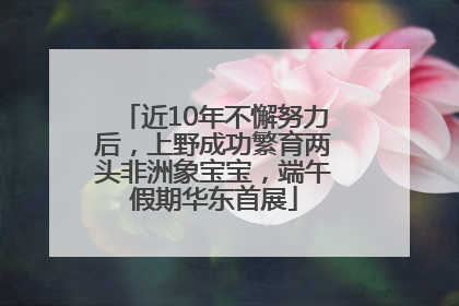 近10年不懈努力后，上野成功繁育两头非洲象宝宝，端午假期华东首展