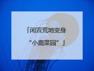 闲置荒地变身“小鹿菜园”