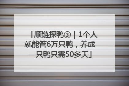 顺链探鸭③｜1个人就能管6万只鸭，养成一只鸭只需50多天