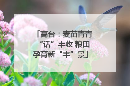 高台：麦苗青青“话”丰收 粮田孕育新“丰”景