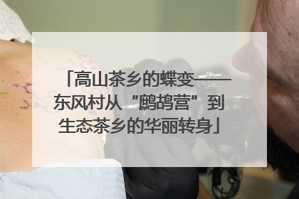 高山茶乡的蝶变——东风村从“鹧鸪营”到生态茶乡的华丽转身
